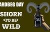 SHORN TO BE WILD: DIE ARDBEG DAY HOME EDITION
